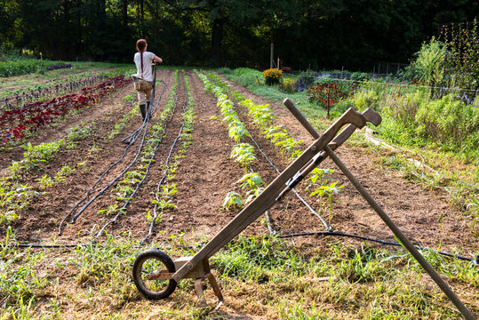 A young female farmer removes irrigation hoses before plowing field