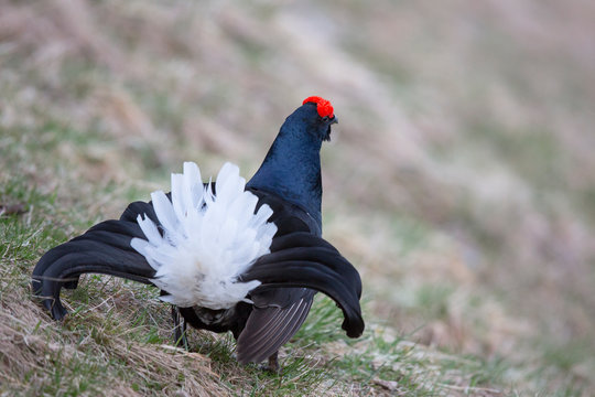 Birkhahn 