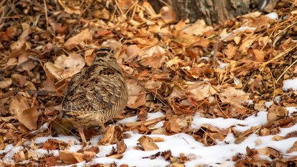 Camouflage bird woodcock. Brown dry leaves and white snow background. Bird: Eurasian Woodcock. Scolopax rusticola.