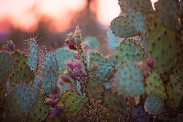 Prickly Pear Cactus