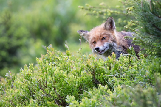 Fuchs, Rotfuchs (Vulpes vulpes)
