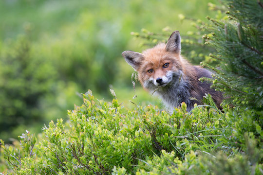 Fuchs, Rotfuchs (Vulpes vulpes)