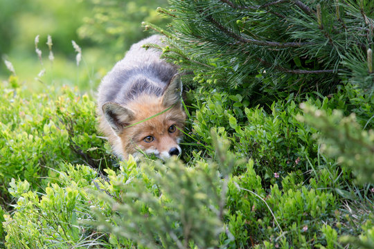 Fuchs, Rotfuchs (Vulpes vulpes)