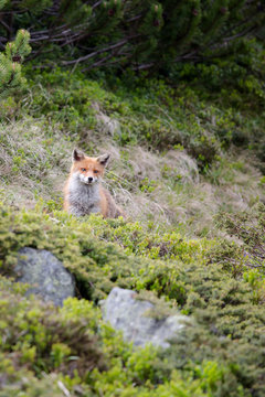 Fuchs, Rotfuchs (Vulpes vulpes)