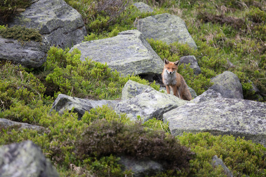 Fuchs, Rotfuchs (Vulpes vulpes)