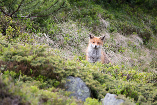 Fuchs, Rotfuchs (Vulpes vulpes)