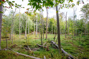southern maryland wetlands calvert county usa early autumn