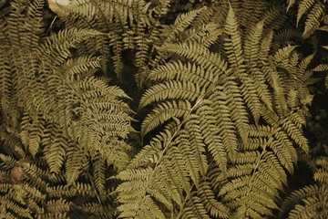 Helechos (fern)