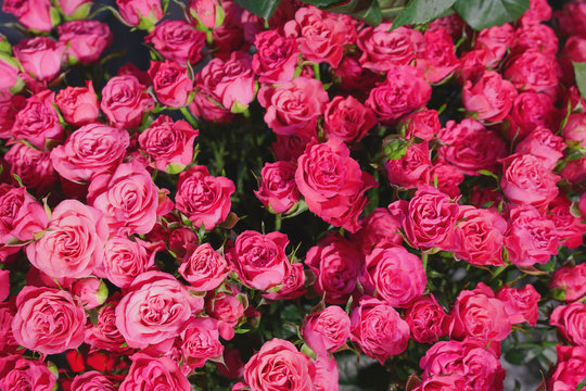 bouquet of pink roses as background