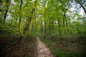 Fototapeta na wymiar Hiking trail in early autumn Calvert county (Maryland) mid Atlantic USA 