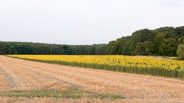 tournesol