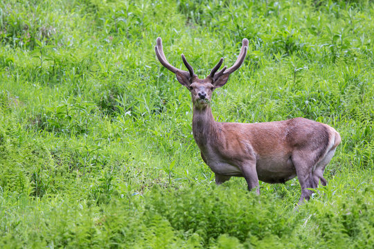 Rothirsch im Bastgeweih, red deer
