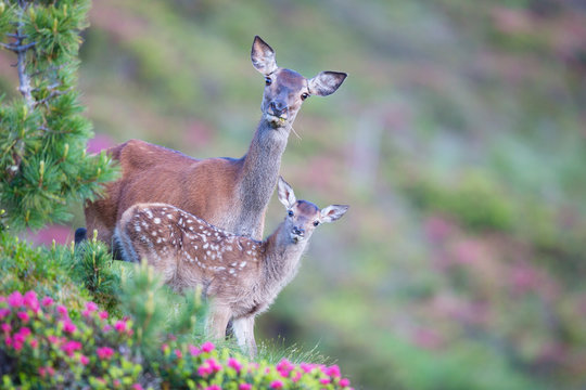 Rothirsch, Hirschkuh, Deer (Cervus elaphus)