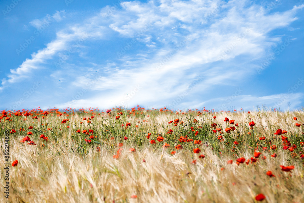 Wall mural calm scenic poppies in the field