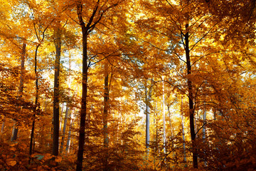 Fototapeta premium Colorful Forest in autumn