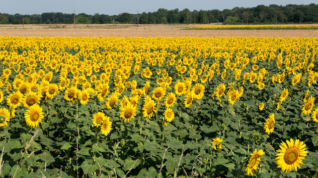 champ de tournesol