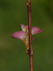 grape bud
