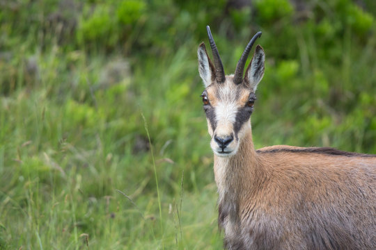 Gams, G&auml;mse, Rupicapra rupicapra
