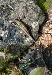 Pregnant lizard on a rock, top view