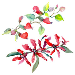 Bouquet floral botanical flowers. Watercolor background illustration set. Isolated bouquets illustration element.