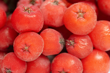 Rowan berry close up abstract background.