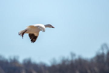 Snow Geese in Flight
