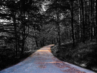 Black-white forest with a colored road. Artistic idea