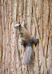 Squirrel on a tree in all growth, bark of a tree on all image. Vertical image.
