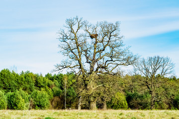 mosivny ancient oak in a field near the forest