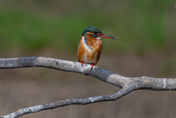 Common Kingfisher ( Alcedo atthis ) sitting on a branch