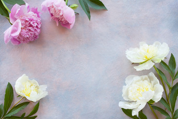 Peonies on the background of colored plaster and space for text