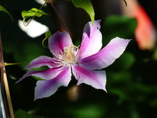 creeper flower