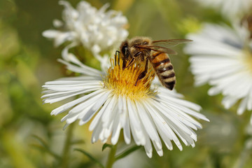 Close-up detail of a honey bee apis collecting pollen from flower in garden