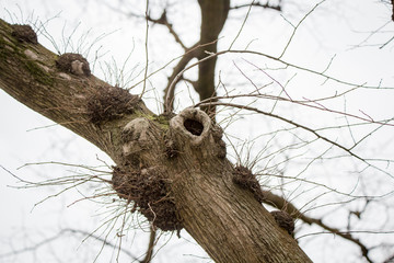 A tree branch with knots and a hollowed branch in a park in Canterbury, New Zealand