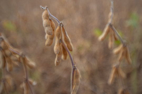 Soy Bean Plants Calvert County Southern Maryland Farm