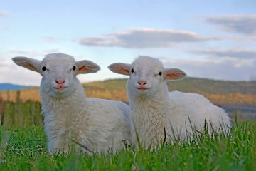Fototapeta premium Two white Lambs lying together in green grass meadow, hillside and blue sky in background.