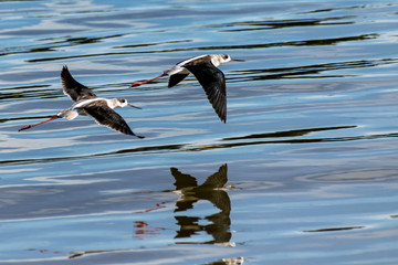 Black-winged stilt (Himantopus himantopus) in flight over Lake Victoria, Entebbe, Uganda