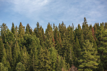 Green trees in a forest of old spruce, fir and pine trees in wilderness of a park. Sustainable industry, ecosystem and healthy environment concepts and background.