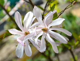 Two flowers of star magnolia (Magnolia stellata (Siebold & Zucc.) Maxim.) close-up