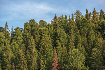 Green trees in a forest of old spruce, fir and pine trees in wilderness of a park. Sustainable...