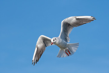 Black headed Gull (Larus ridibundus) in flight close up
