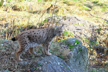 luchs