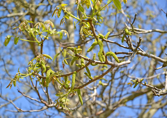 Flowering walnut (Juglans regia). Spring