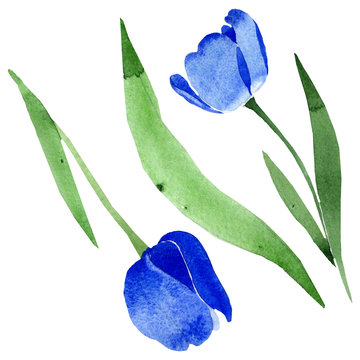 Blue tulip floral botanical flowers. Watercolor background illustration set. Isolated tulips illustration element.