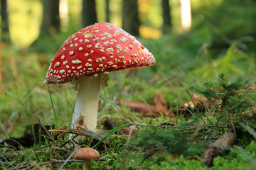 Fliegenpilz