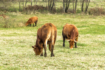 Three brown cows graze in a green meadow near the forest. Pasture on a dairy farm. Podlasie. Poland.