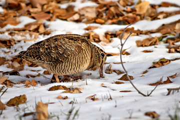 Camouflage bird woodcock. Brown dry leaves and white snow background. Bird: Eurasian Woodcock. Scolopax rusticola.