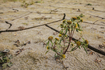 Colorful dry soil surface with deep black cracks