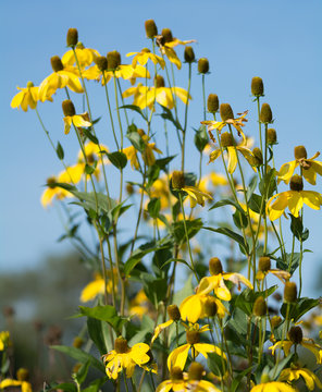 Ratibida pinnata