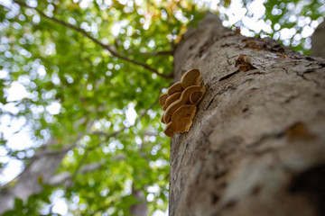 fungus on tree trunk calvert county southern maryland usa - obrazy, fototapety, plakaty